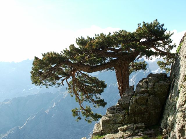 Korsischer Baum