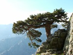 Korsischer Baum